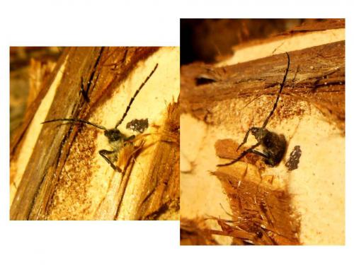 Semanotus laurasii corsicus